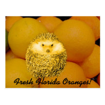 Fresh Orange Hedgehog Post Cards