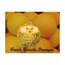 Fresh Orange Hedgehog postcards