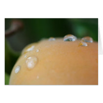 Fresh Persimmon cards