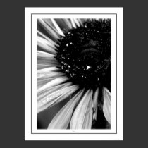 Fresh posters by QuietDog_Images Fresh posters
