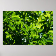 fresh spring green leaves. nature photography. poster