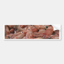 Fresh Squid Bumper Stickers