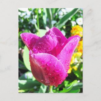 Fresh tulips - Postcard postcard