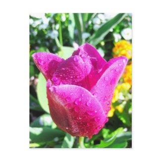 Pink Tulips