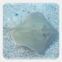 Fresh Water Stingray Sticker
