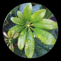 Fresh Wet Leaves stickers