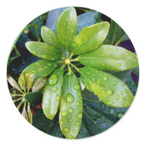 Fresh Wet Leaves stickers