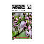 freshly blooming, wandalechenephotography.com postage
