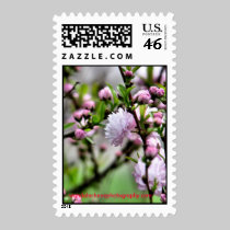 freshly blooming, wandalechenephotography.com postage