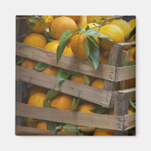 freshly picked oranges refrigerator magnets