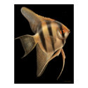 Freshwater Angelfish Poster posters