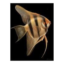 Freshwater Angelfish Poster posters by twopurringcats Freshwater Angelfish Poster posters