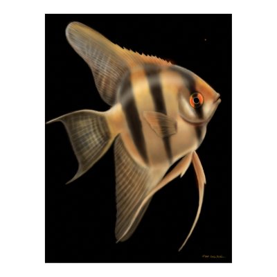 Freshwater Angelfish Poster by twopurringcats