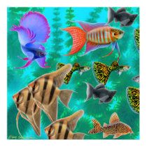 Freshwater Aquarium Fish Poster posters