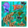Freshwater Aquarium Fish ...