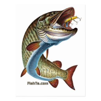 FreshWater Collection by FishTs.com Post Cards