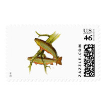 FreshWater Collection by FishTs.com Postage Stamp