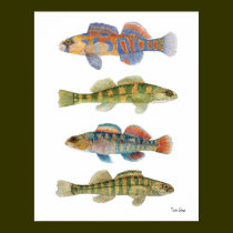 Freshwater Darters Art Poster posters