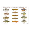 Freshwater Fish Poster posters by thomglace Freshwater Fish Poster posters