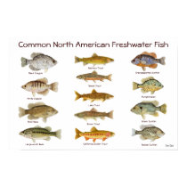 Freshwater Fish Poster posters