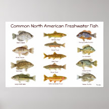 Freshwater Fish Poster