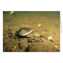 Freshwater Mussel Greeting Card