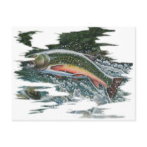 FreshWater Series by FishTs.com postcards
