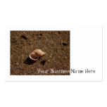 Freshwater Snail Shell Business Cards