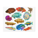 Freshwater Tropical Fish 2011 Pocket Calendar Postcards
