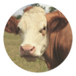 Fresian cow round sticker