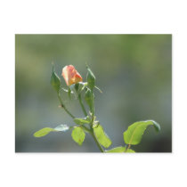 Friday Rosebuds Postcard