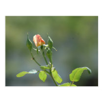 Friday Rosebuds Postcard postcards