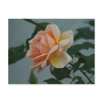 FridayRose postcards