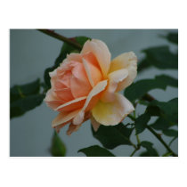 FridayRose postcards