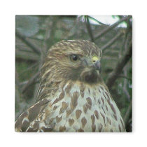 Fridge Hawk magnets by Renn_Fare Fridge Hawk magnets