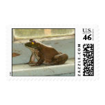 Friend Bull Frog