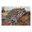 Friend or Frog posters by Paddydee56 Friend or Frog posters