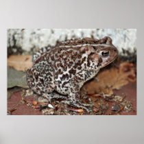 Friend or Frog posters