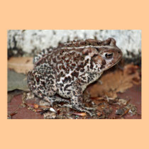 Friend or Frog posters