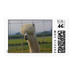 Friendly alpaca postage