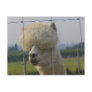 Friendly alpaca postcard