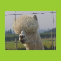 Friendly alpaca postcard