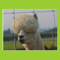 Friendly alpaca postcard postcards