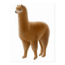 Friendly Brown Alpaca Postcard