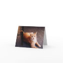 Friendly Cat Hanging Out cards