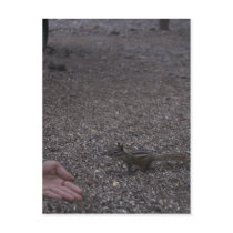 friendly chipmunk post cards