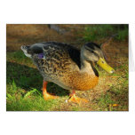 Friendly Duck Note Card