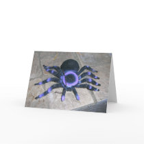 Friendly (fake) Spider cards