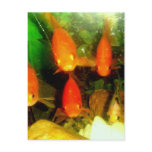 Friendly Fish Post Card