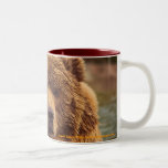 bear, wildlife, grizzly,